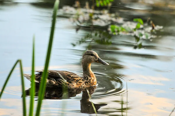 Ducks Lake 2022 Summer — Stock Photo, Image