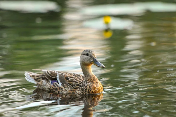 Ducks Lake 2022 Summer — Stock Photo, Image