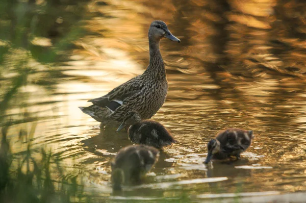 Patos Lago 2022 Verão — Fotografia de Stock