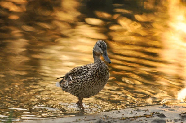 Patos Lago 2022 Verano — Foto de Stock