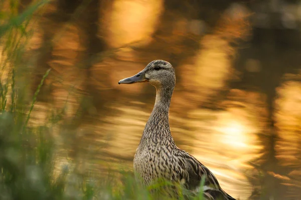 Patos Lago 2022 Verão — Fotografia de Stock