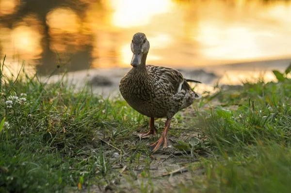 2022年夏天湖上的鸭子 — 图库照片