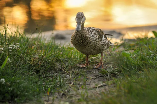 Enten Auf Dem See 2022 Sommer — Stockfoto