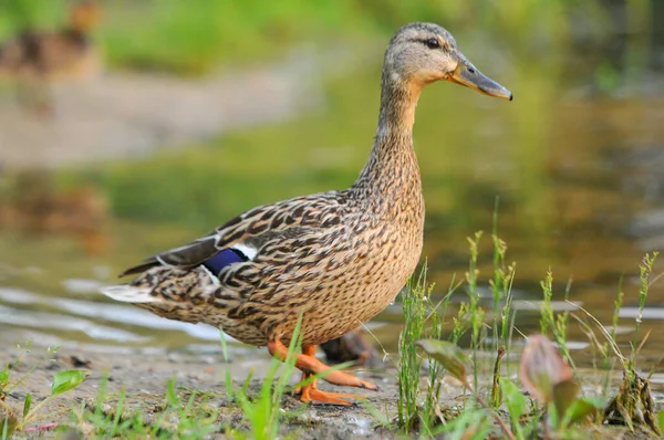 Canards Sur Lac 2022 Été — Photo