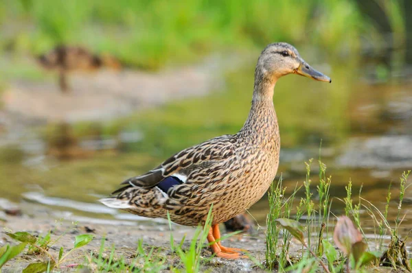 2022 yazında gölde ördekler