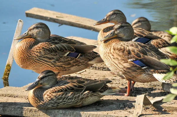 Ducks Lake 2022 Summer — Stock Photo, Image