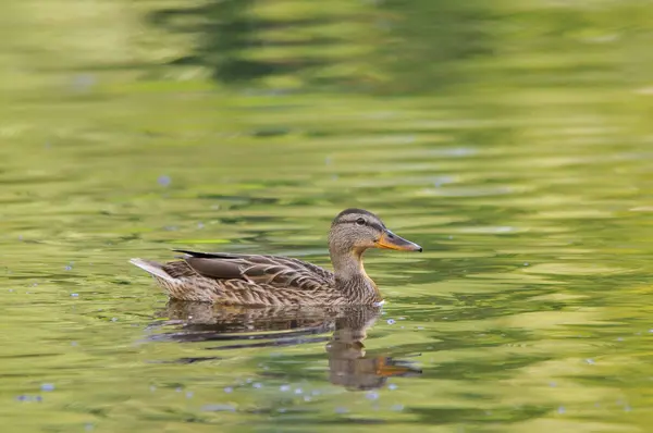 Ducks Lake 2022 Summer — Stock Photo, Image