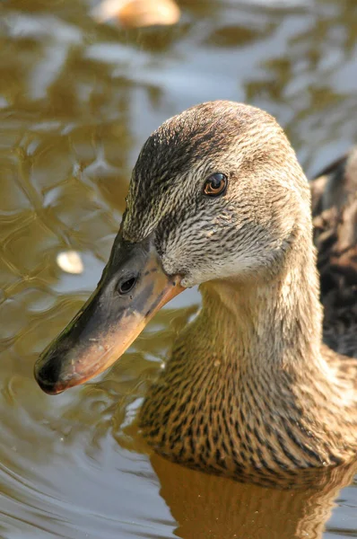 Patos Lago 2022 Verano — Foto de Stock