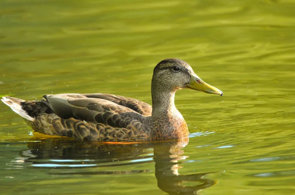 Ducks Lake 2022 Summer — Stock Photo, Image