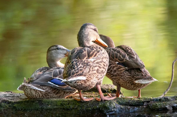 Enten Auf Dem See 2022 Sommer — Stockfoto