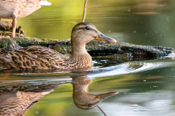 Patos Lago 2022 Verão — Fotografia de Stock