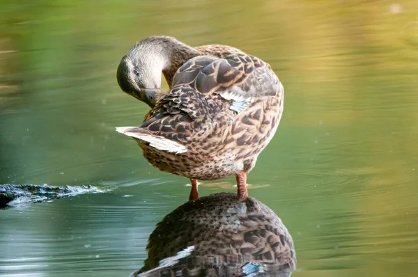 Enten Auf Dem See 2022 Sommer — Stockfoto