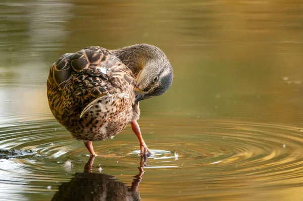 Canards Sur Lac 2022 Été — Photo