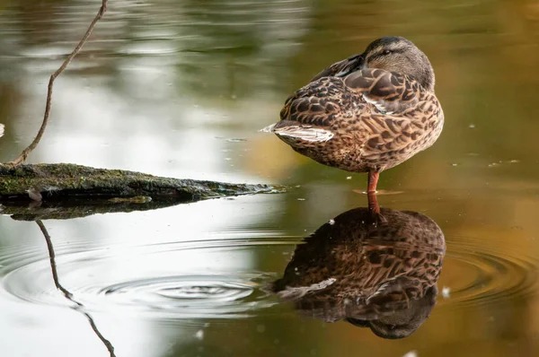 Enten Auf Dem See 2022 Sommer — Stockfoto