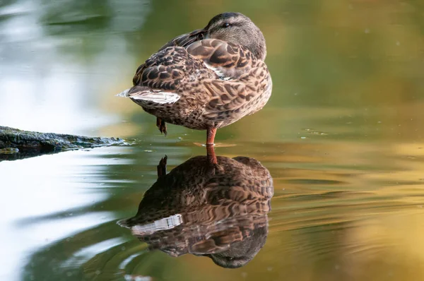 Anatre Sul Lago 2022 Estate — Foto Stock