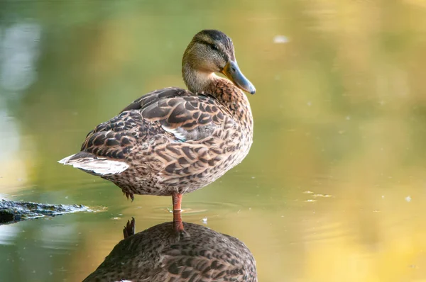 Patos Lago 2022 Verão — Fotografia de Stock