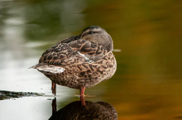 Patos Lago 2022 Verão — Fotografia de Stock