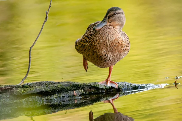 Anatre Sul Lago 2022 Estate — Foto Stock