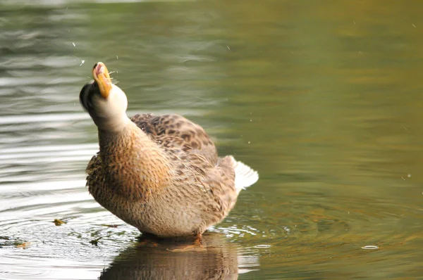 Enten Auf Dem See 2022 Sommer — Stockfoto