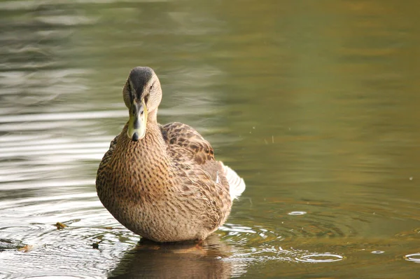 Enten Auf Dem See 2022 Sommer — Stockfoto