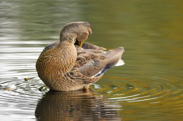 Enten Auf Dem See 2022 Sommer — Stockfoto