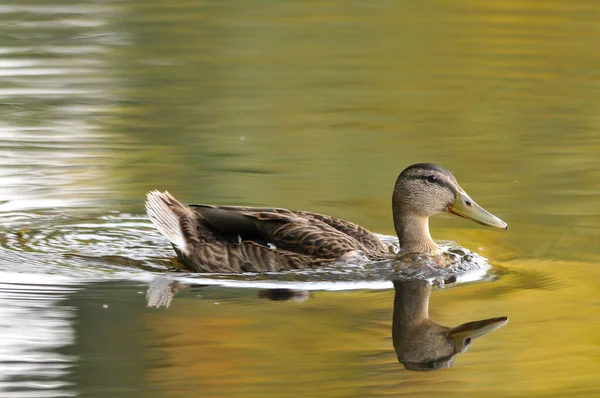 Ducks Lake 2022 Summer — Stock Photo, Image