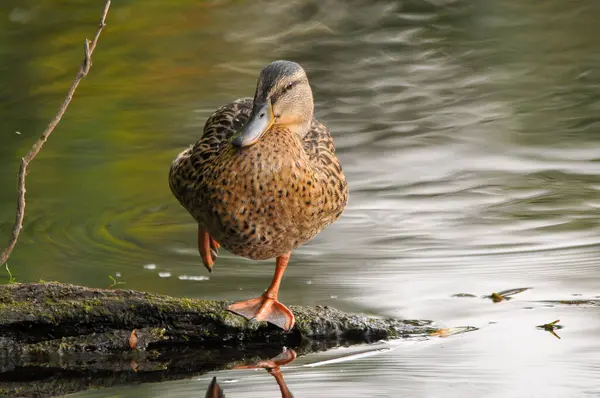 Canards Sur Lac 2022 Été — Photo