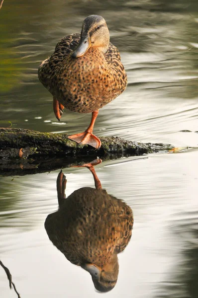 Canards Sur Lac 2022 Été — Photo