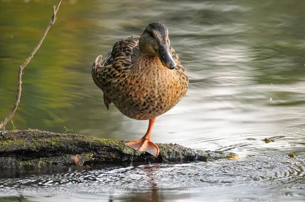 Canards Sur Lac 2022 Été — Photo