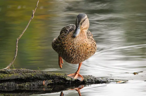 Ducks Lake 2022 Summer — Stock Photo, Image