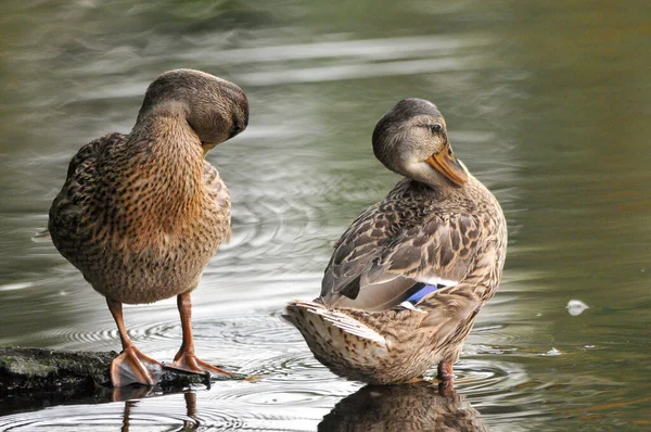 Enten Auf Dem See 2022 Sommer — Stockfoto