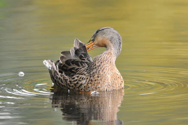 Ducks Lake 2022 Summer — Stock Photo, Image