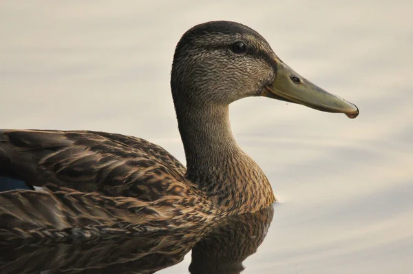 Ducks Lake 2022 Summer — Stock Photo, Image