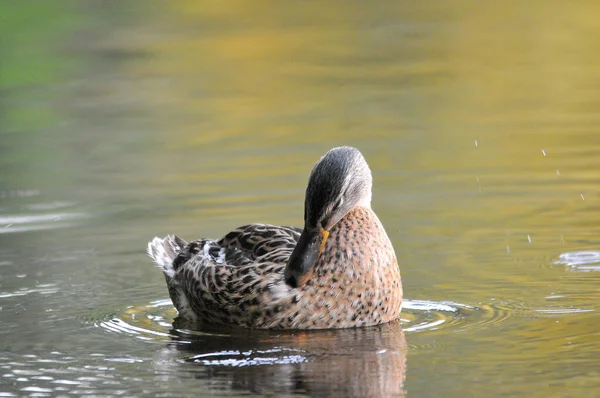 Enten Auf Dem See 2022 Sommer — Stockfoto