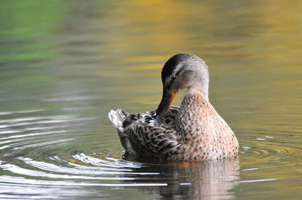 Ducks Lake 2022 Summer — Stock Photo, Image