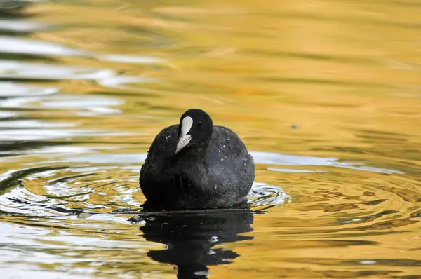2022年夏天湖上的鸭子 — 图库照片