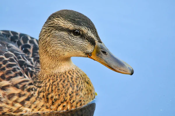 Ducks Lake 2022 Summer — Stock Photo, Image