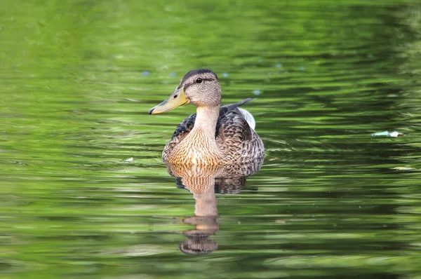 Ducks Lake 2022 Summer — Stock Photo, Image