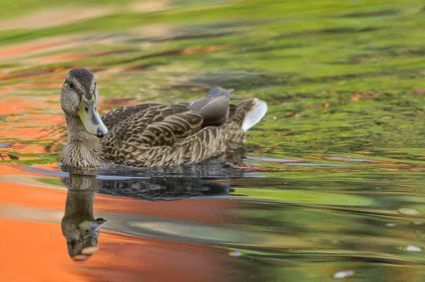 Enten Auf Dem See 2022 Sommer — Stockfoto