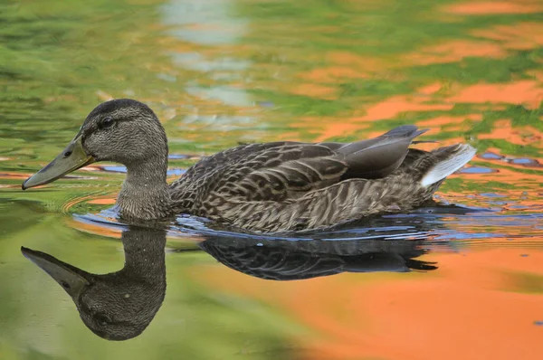 Enten Auf Dem See 2022 Sommer — Stockfoto