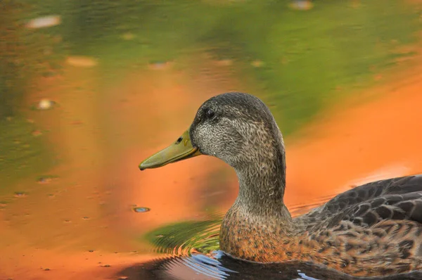 Ducks Lake 2022 Summer — Stock Photo, Image