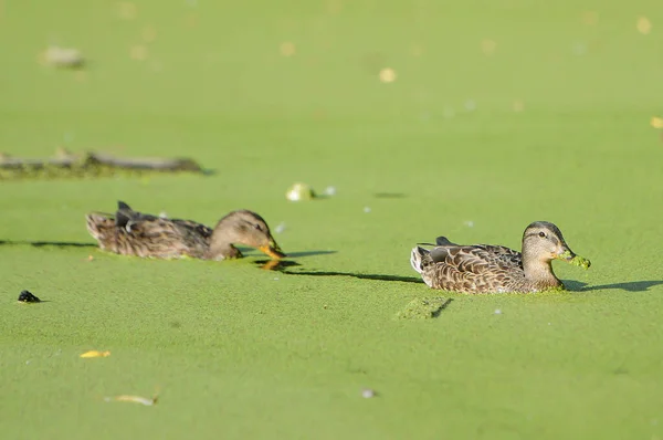 Enten Auf Dem See 2022 Sommer — Stockfoto