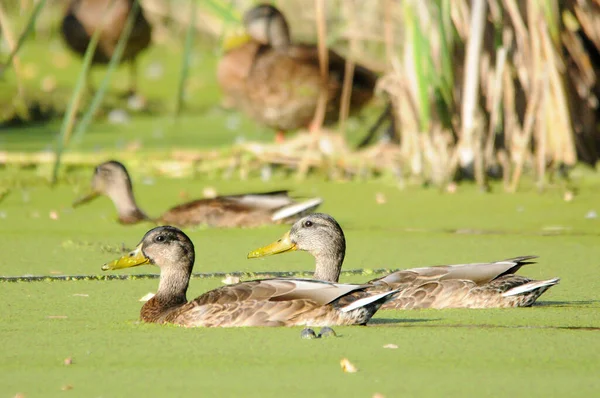 Patos Lago 2022 Verano — Foto de Stock