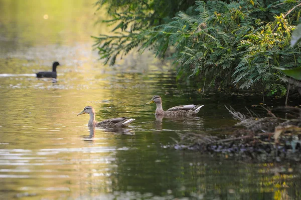 Enten Auf Dem See 2022 Sommer — Stockfoto