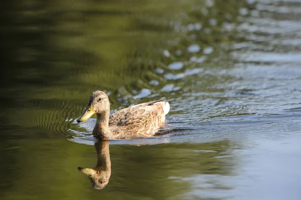 Patos Lago 2022 Verano — Foto de Stock