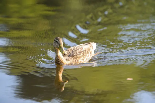 Patos Lago 2022 Verano — Foto de Stock