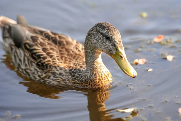 Enten Auf Dem See 2022 Sommer — Stockfoto