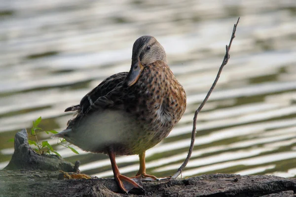 Canards Sur Lac 2022 Été — Photo