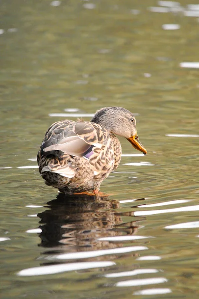 Enten Auf Dem See 2022 Sommer — Stockfoto