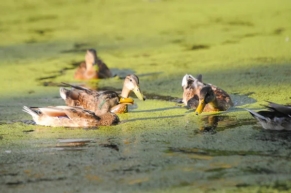 Enten Auf Dem See 2022 Sommer — Stockfoto